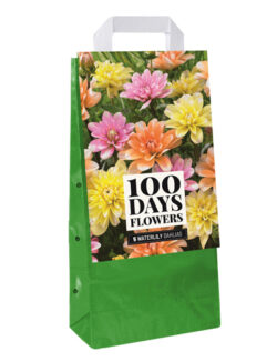 Dahlia Waterlily Mix