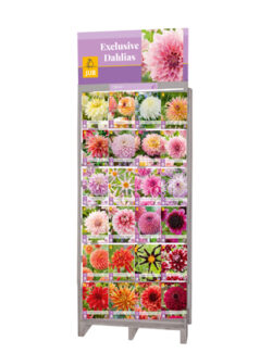 Exclusive Dahlia Display