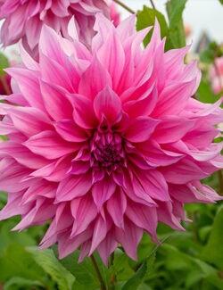Dahlia Cafe au Lait Rose