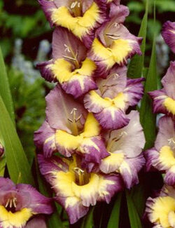 Gladiolus Dynamite