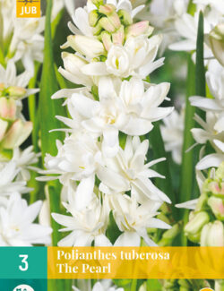 Polianthes Tuberosa The Pearl