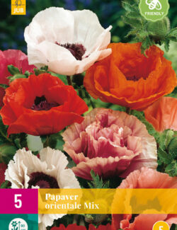 Papaver orientale Mix