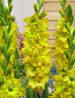 Gladiolus Blitz