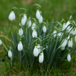RHSI Bellefield Snowdrop Weekend 2025