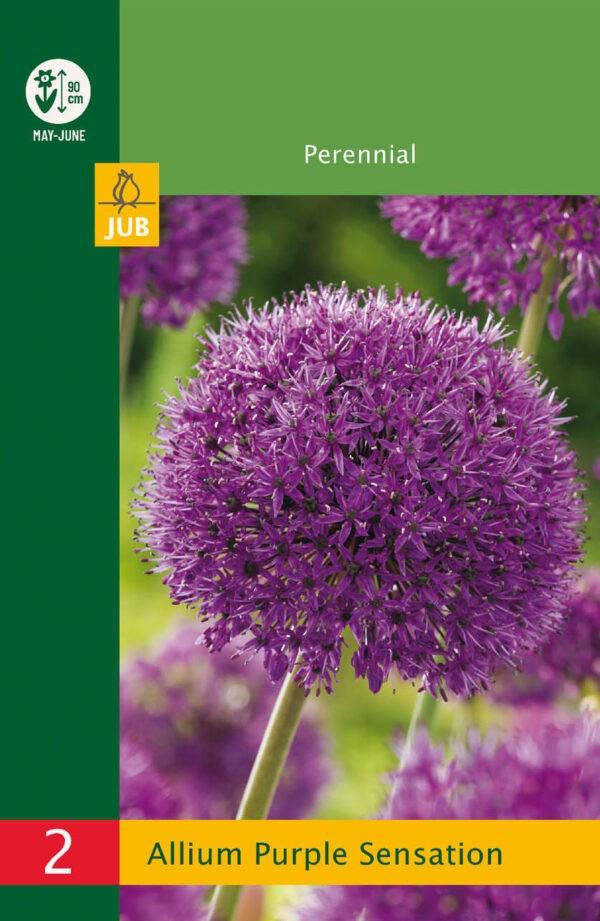 2 Allium Purple Sensation 10/12