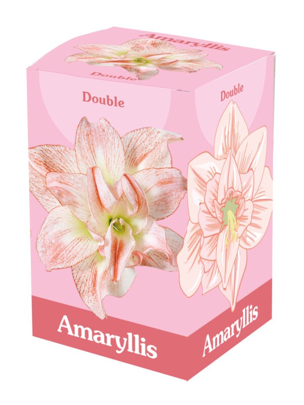 1 Amaryllis Double Pink/White 28/30