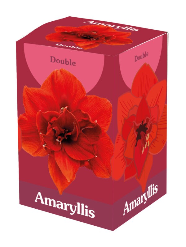 1 Amaryllis Double Red 28/30