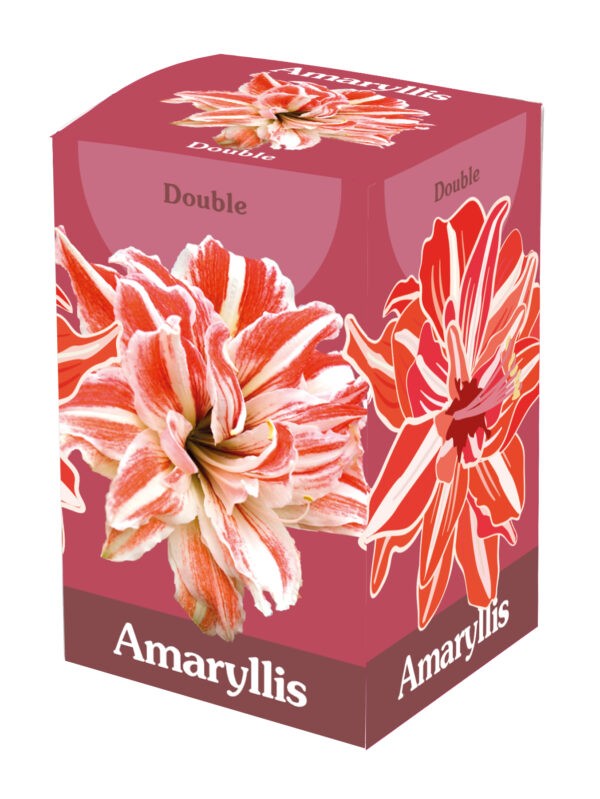 1 Amaryllis Double Red/White 28/30