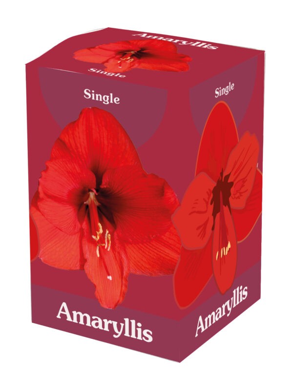 1 Amaryllis Red 28/30