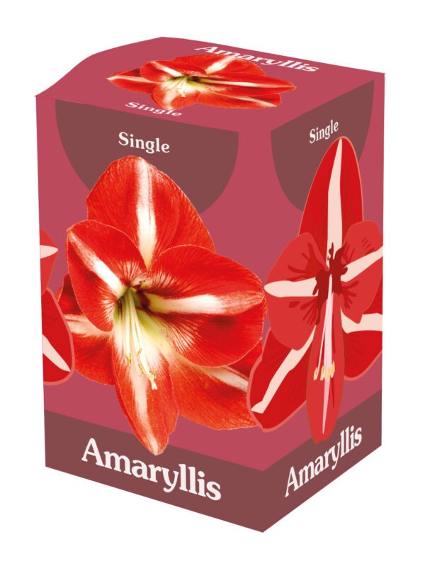1 Amaryllis Red/White 28/30