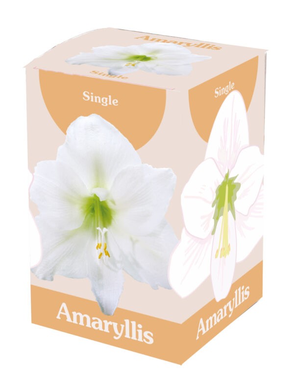 1 Amaryllis White 28/30