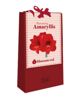We Love Amaryllis - Blooming Amaryllis - Blossom red