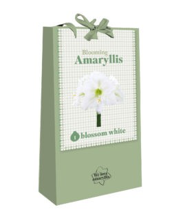 We Love Amaryllis - Blooming Amaryllis - Blossom White