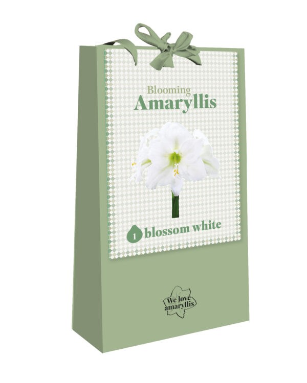 We Love Amaryllis - Blooming Amaryllis - Blossom White