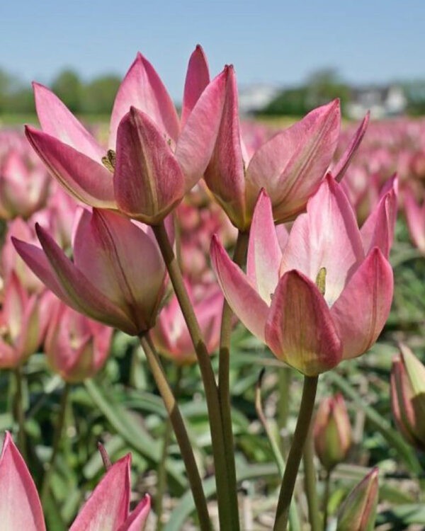 Tulip Danique