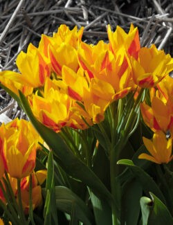 Botanical Tulip Heweri