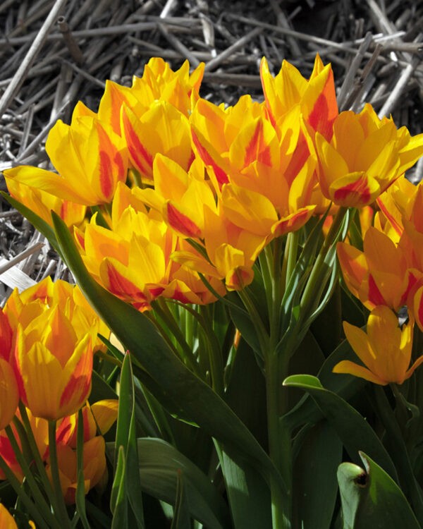 Botanical Tulip Heweri