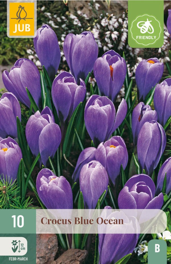10 Crocus Blue Ocean 8/9