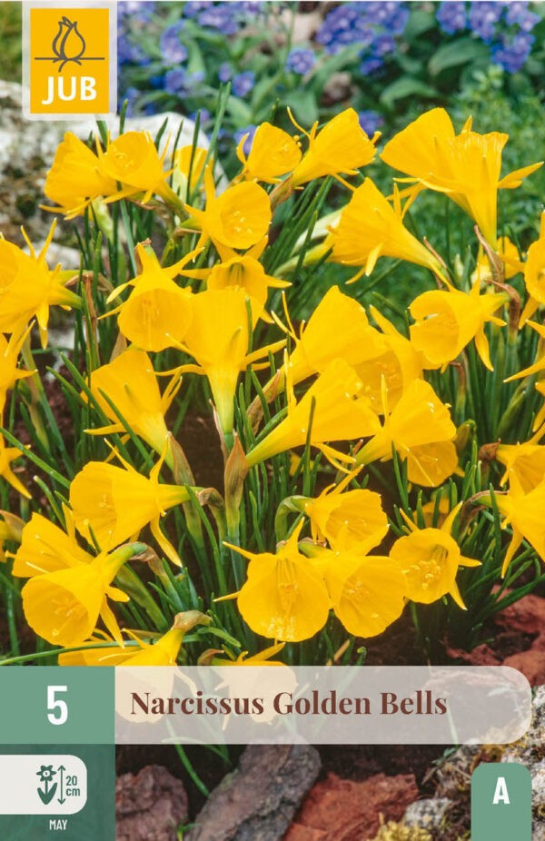 5 Narcissus Golden Bells 6/8