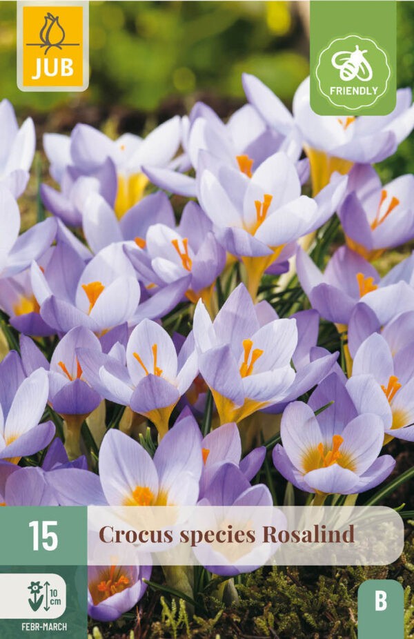 15 Crocus species Rosalind 5/+