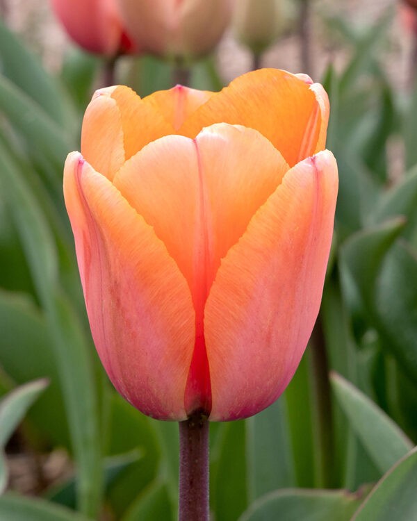 Tulip Apricot Impression 12/+