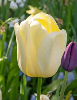 Darwin Hybrid Tulip Ivory Floradale
