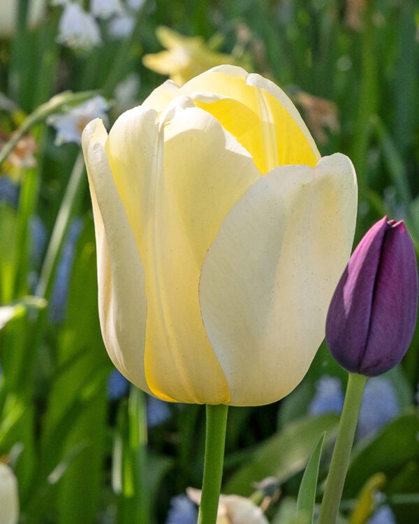 Darwin Hybrid Tulip Ivory Floradale