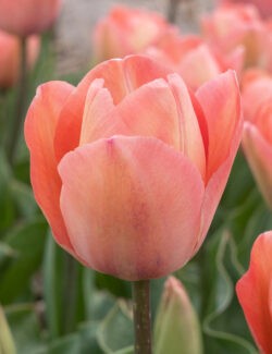 Darwin Hybrid Tulp Salmon van Eijk