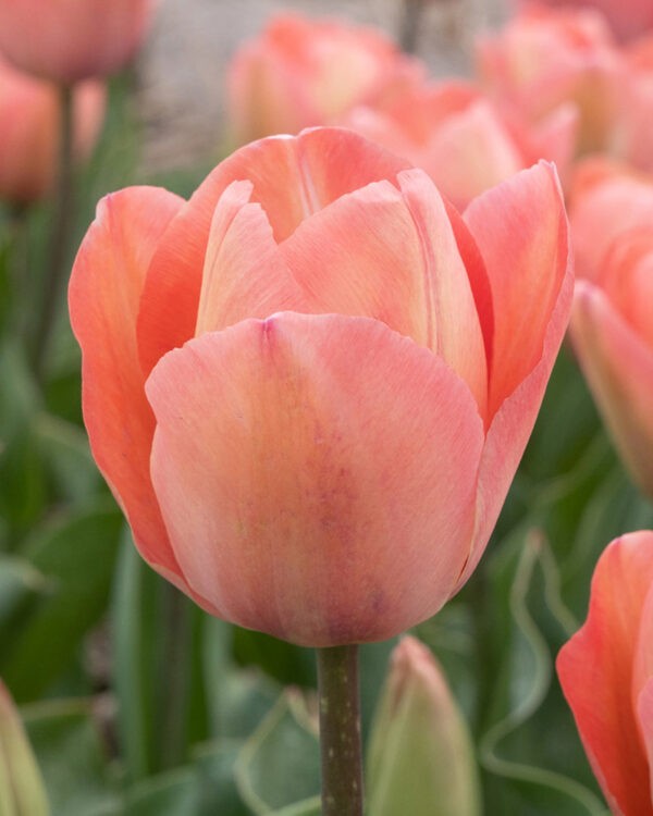 Darwin Hybrid Tulp Salmon van Eijk