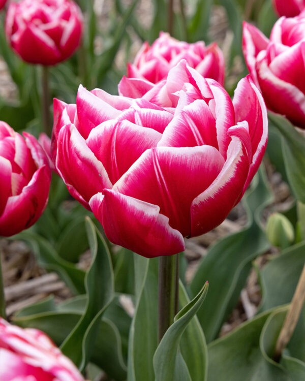 Tulip Columbus