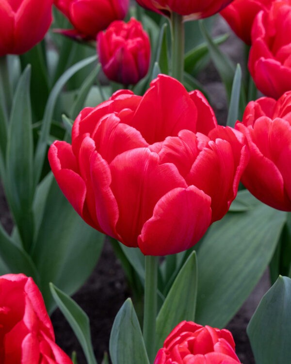 Tulip Red Foxtrot