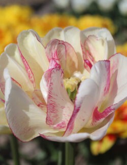 Double Late Tulip Double Shake