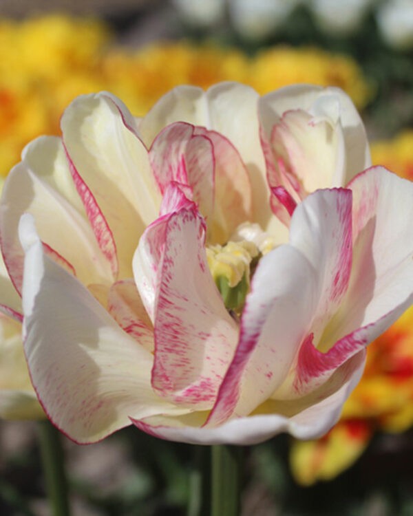 Double Late Tulip Double Shake