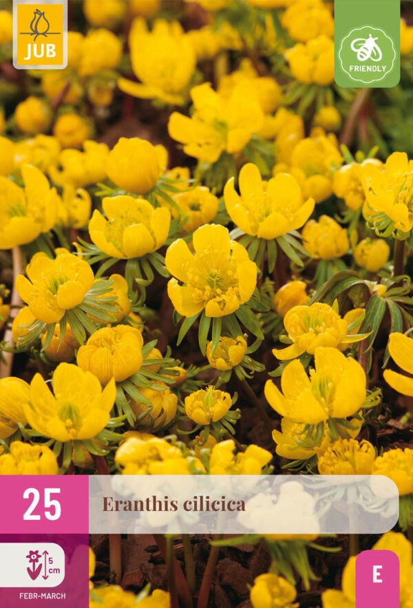 25 Eranthis cilicica 4/5