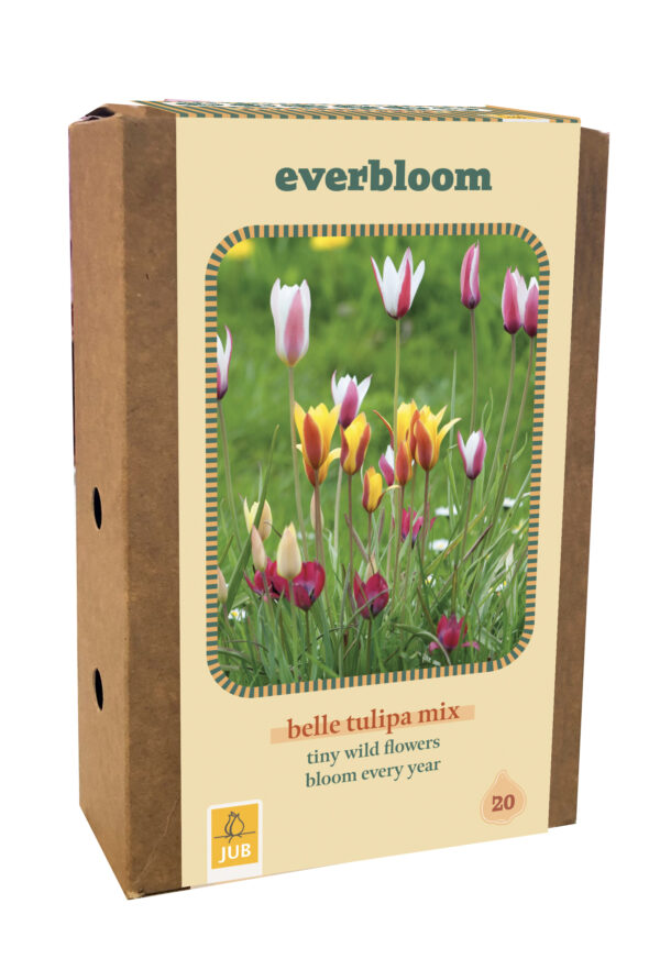 Everbloom - 20 Belle Tulipa Mix