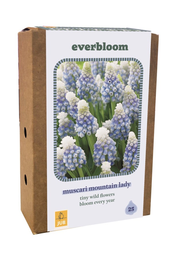 Everbloom - 25 Muscari Mountain Lady