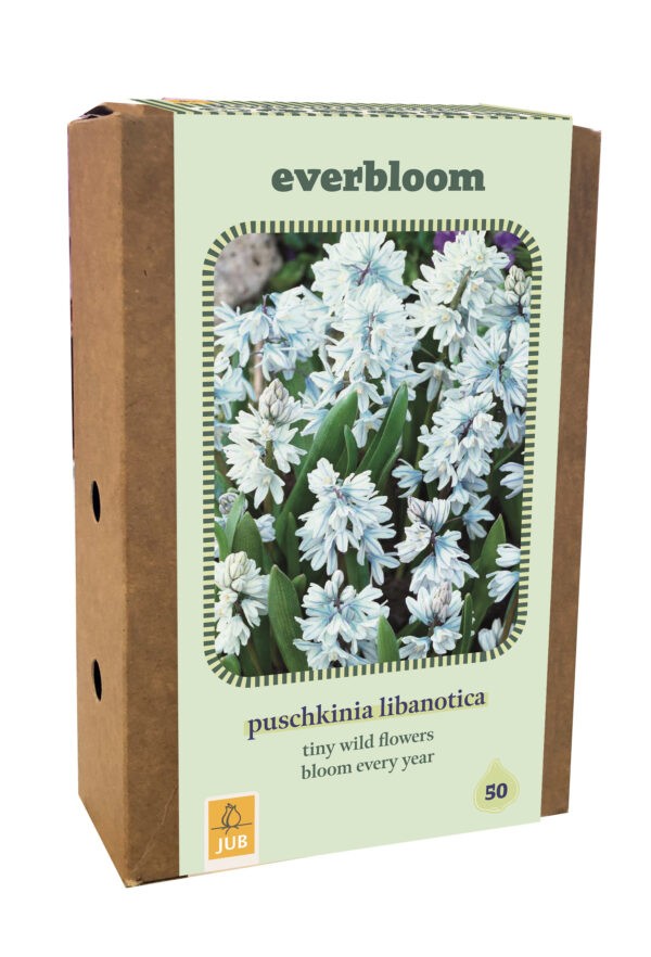 Everbloom - 50 Puschkinia libantoica