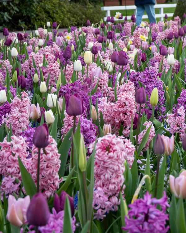Combination - Fragrant Surprise