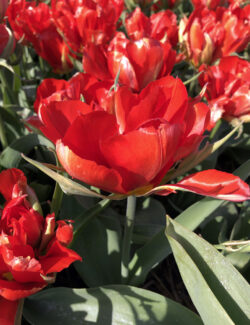 Fosteriana Tulip Love Valley