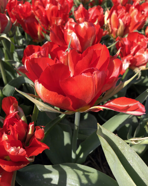 Fosteriana Tulip Love Valley