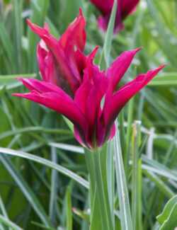 Viridiflora Tulip Purple Doll