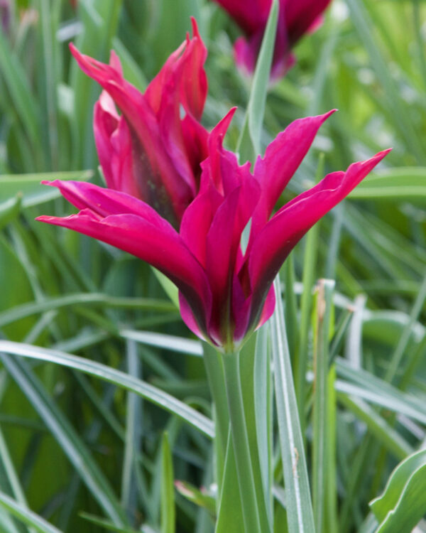 Viridiflora Tulip Purple Doll