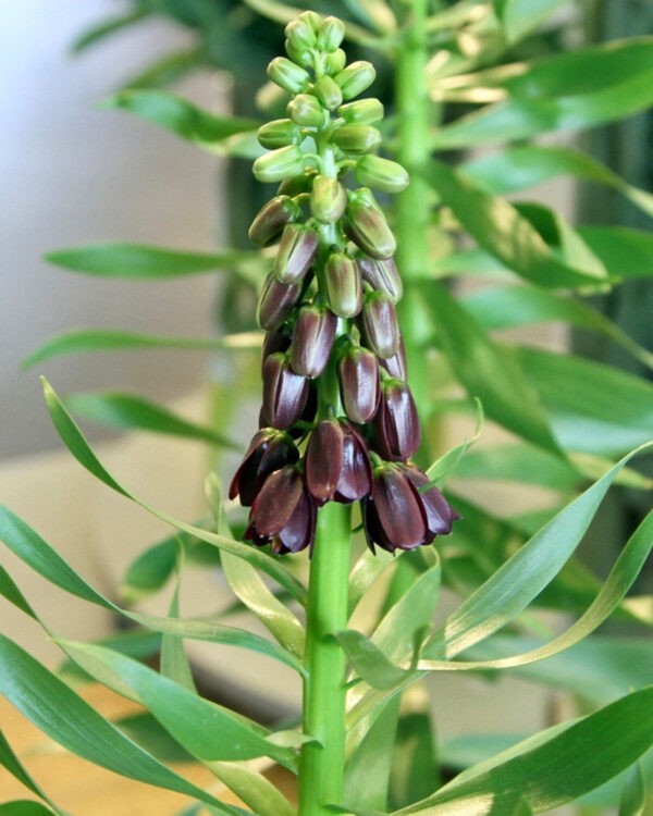 Fritillaria persica Purple Dynamite