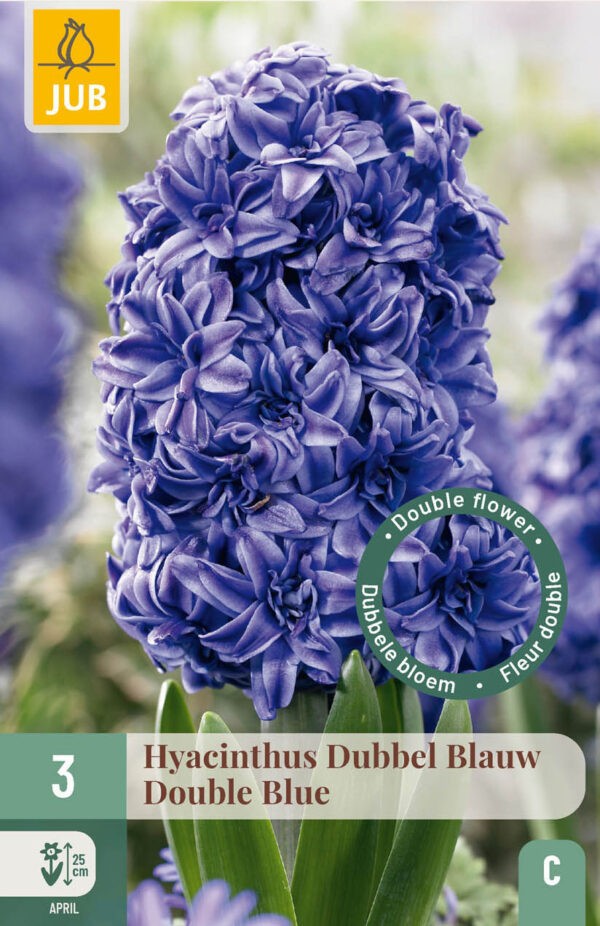 3 Hyacinth Double Blue 15/16