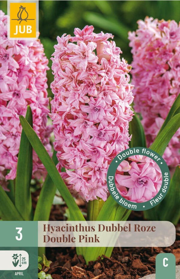 3 Hyacinth Double Pink 15/16