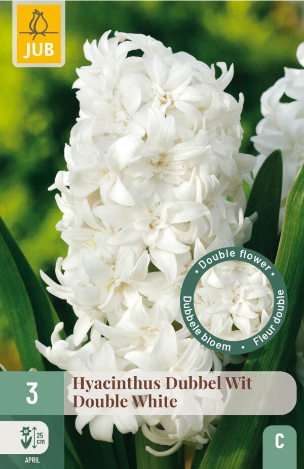 3 Hyacinth Double White 15/16