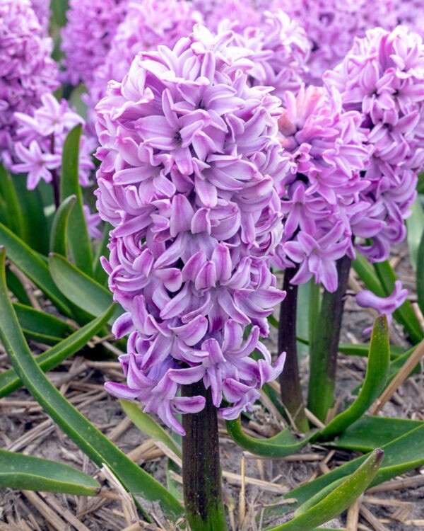 Hyacinth Purple Purple Voice