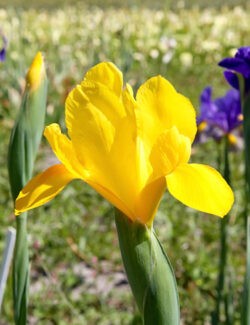 Iris hollandica Golden Harvest