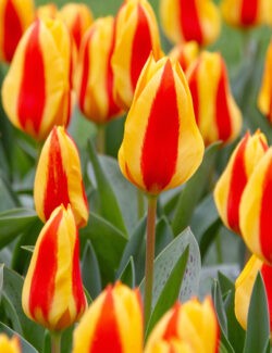 Kaufmanniana Tulip Goudstuk