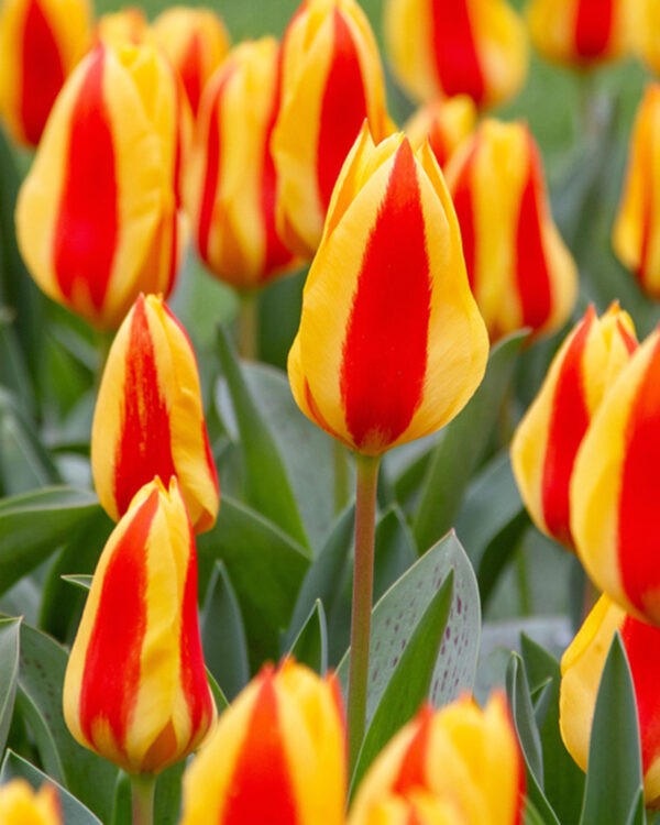 Kaufmanniana Tulip Goudstuk